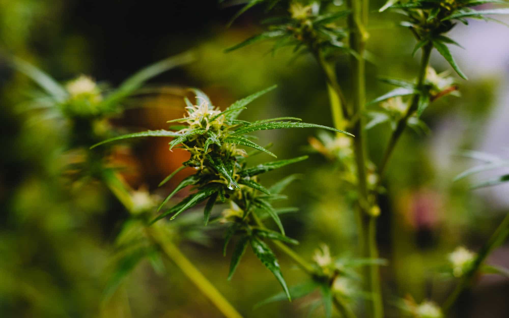 Cannabis Derived Terpenes at Leafy8