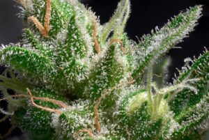 Leafy8 Trichomes-min