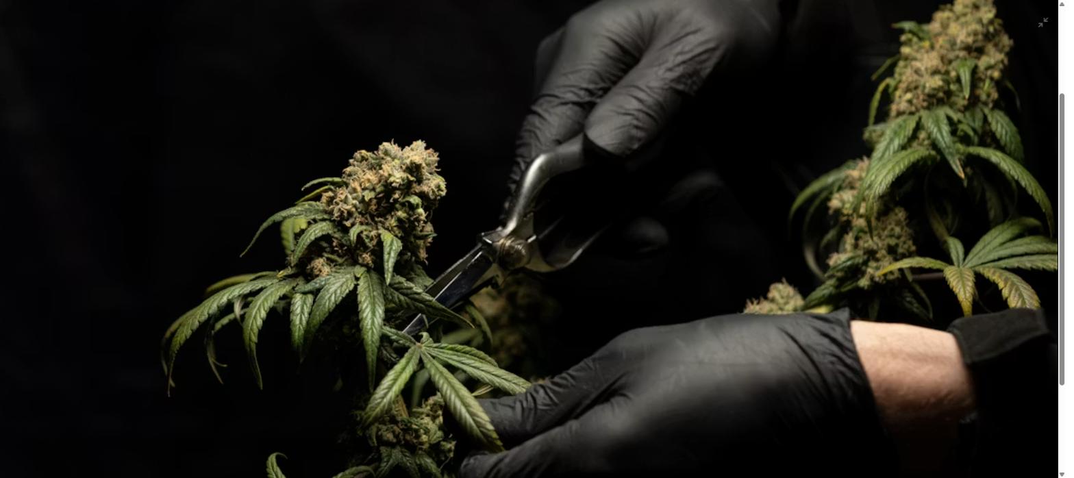 Leafy8 hemp flower being trimmed