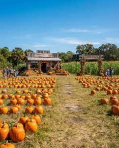 A wide-angle outdoor photograph of a pumpkin patch on a sunny day. In the foreground, a dirt path leads toward a weathered wooden farm building on the left, which has a "GENERAL STORE" sign and is decorated with hay bales and pumpkins. To the right is a large cornfield with a prominent wooden archway sign that reads "CORN MAZE". Both sides of the path are filled with rows of ripe orange pumpkins on the grass. Several people are scattered throughout the scene, browsing near the store and the corn maze. The sky is clear blue.